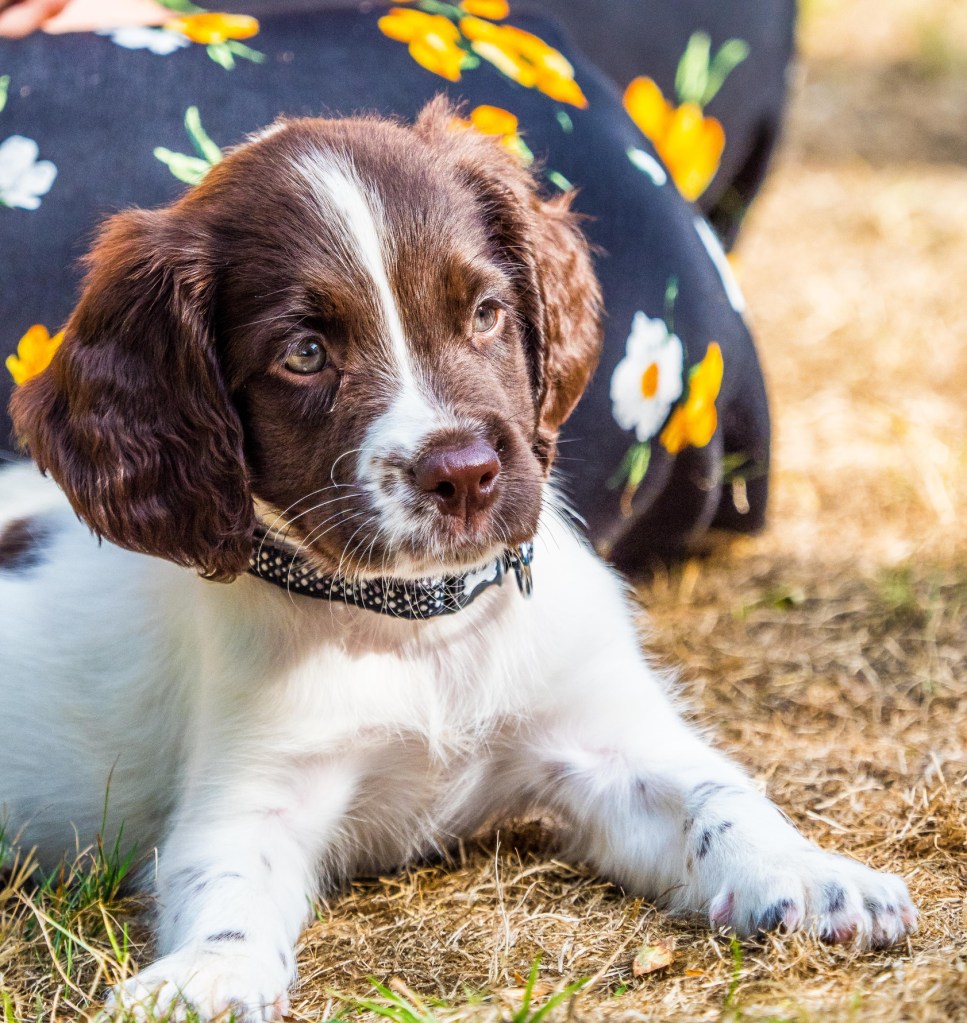 Chiot Springer anglais couché.