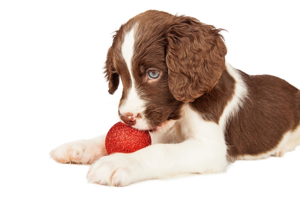Adorable chiot de sept semaines jouant avec une ampoule de Noël.