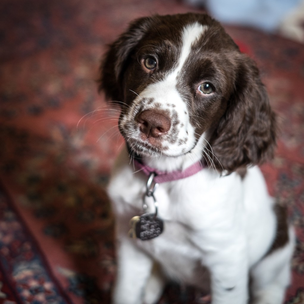 Mignon chiot Springer Spaniel anglais regardant l'appareil photo.