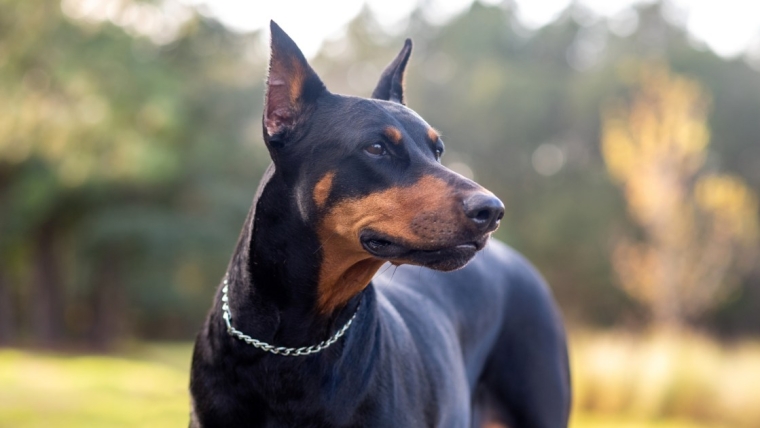 Avantages et inconvénients du Doberman Pinscher