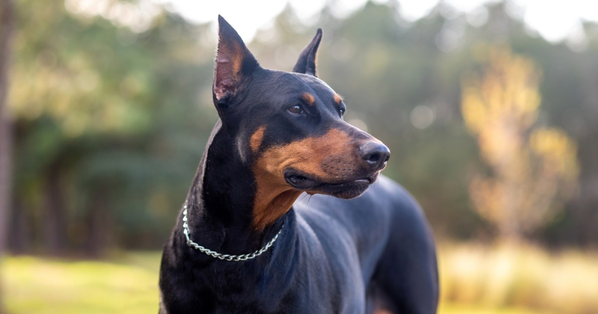 Avantages et inconvénients du Doberman Pinscher