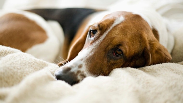 Thrombopathie chez le chien : symptômes, causes et traitements