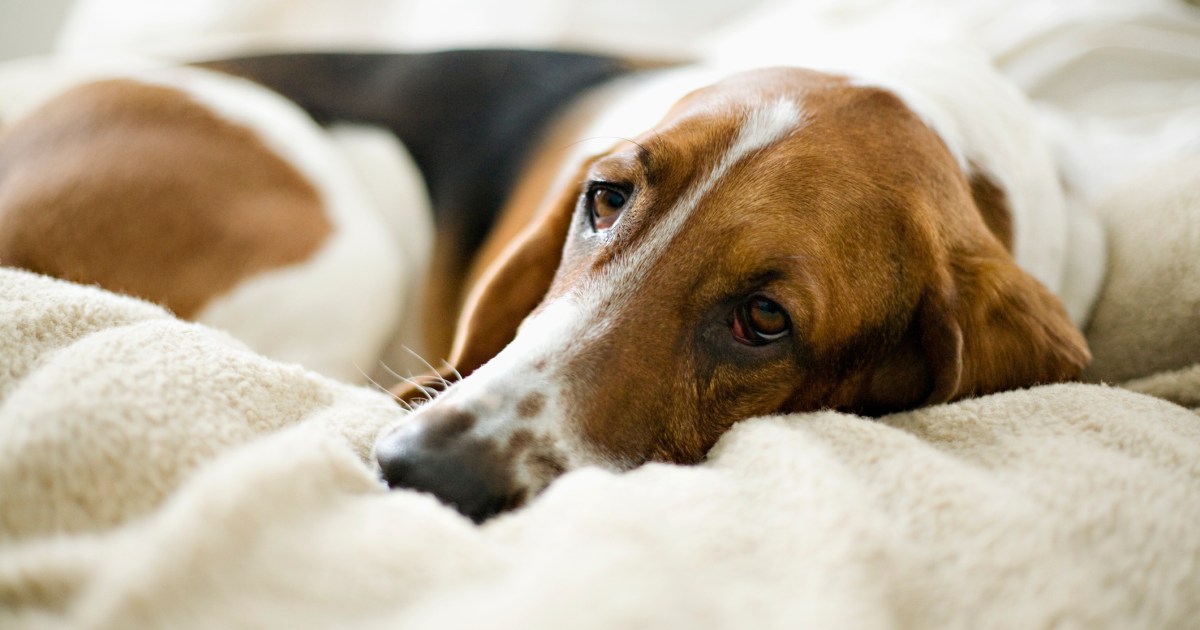 Thrombopathie chez le chien : symptômes, causes et traitements