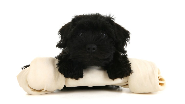 Chiots Schnoodle : Photos mignonnes et faits