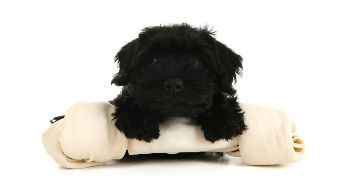 Chiots Schnoodle : Photos mignonnes et faits