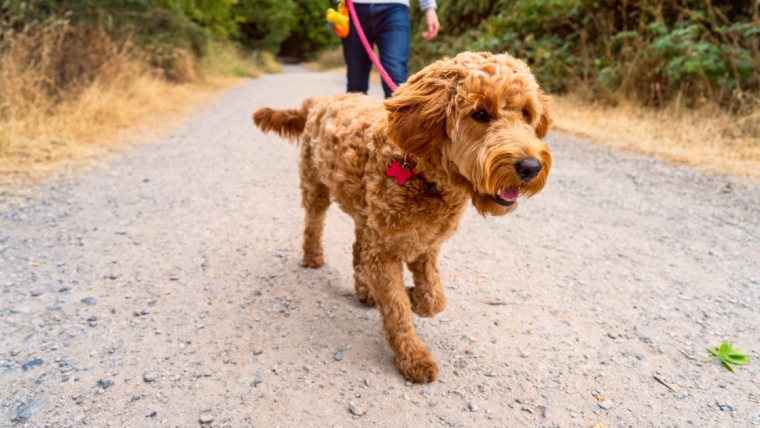 Dangers auxquels il faut faire attention lors des promenades d’animaux de compagnie