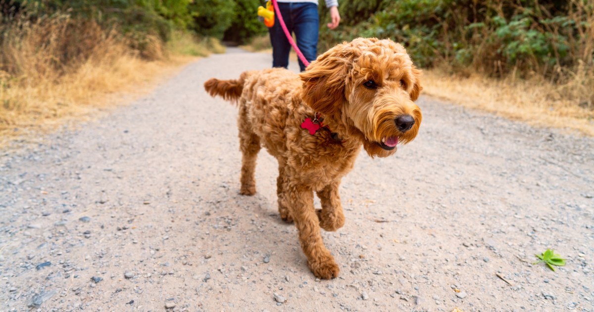 Dangers auxquels il faut faire attention lors des promenades d’animaux de compagnie