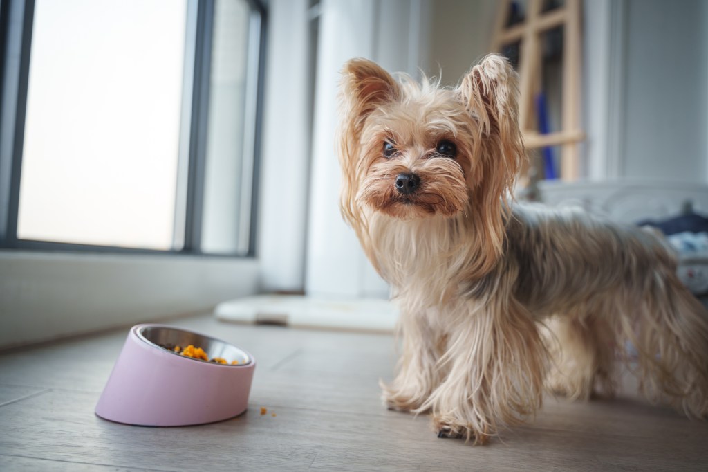 Un chien Yorkshire Terrier près de sa gamelle à la fenêtre d'un appartement.