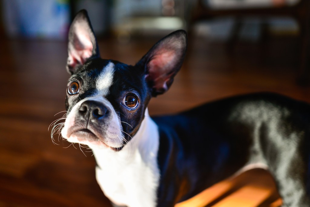 Terrier de Boston au regard curieux.