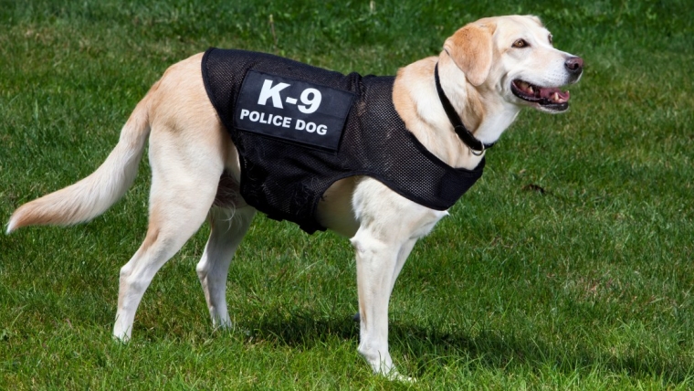 Un chien de police aide à retrouver une femme disparue dans le Colorado