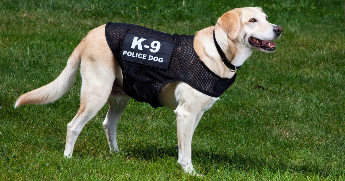 Un chien de police aide à retrouver une femme disparue dans le Colorado