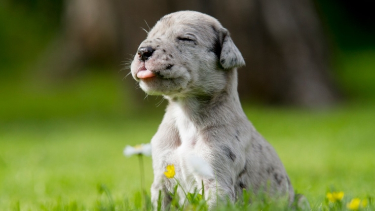 Chiots dogues de Bordeaux : Photos mignonnes et faits