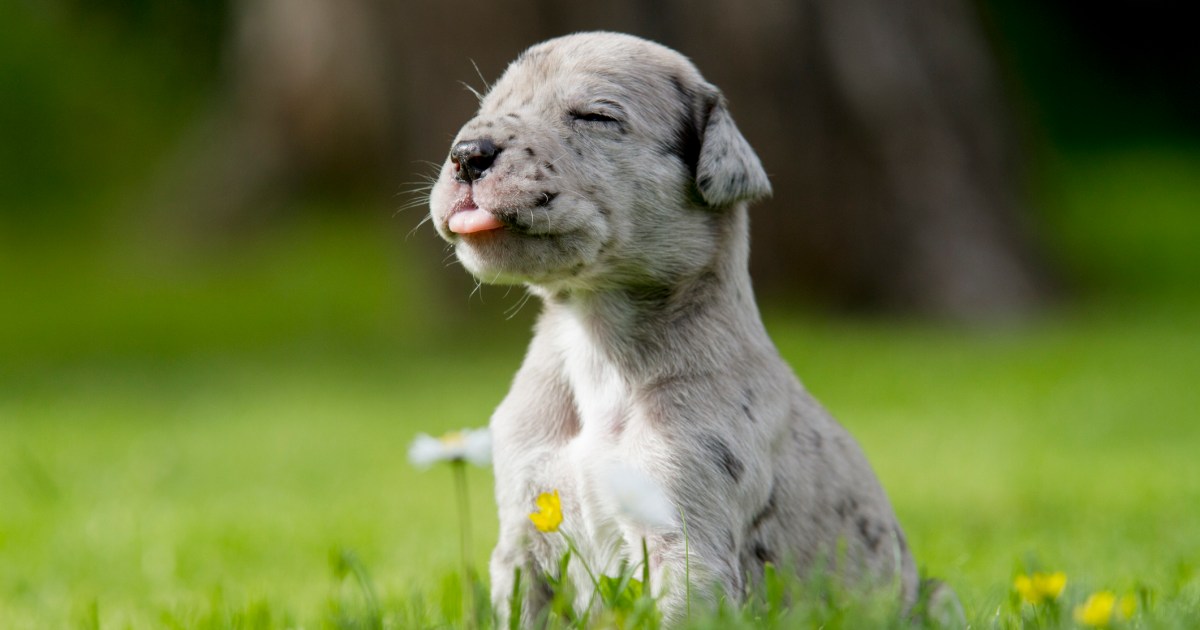 Chiots dogues de Bordeaux : Photos mignonnes et faits