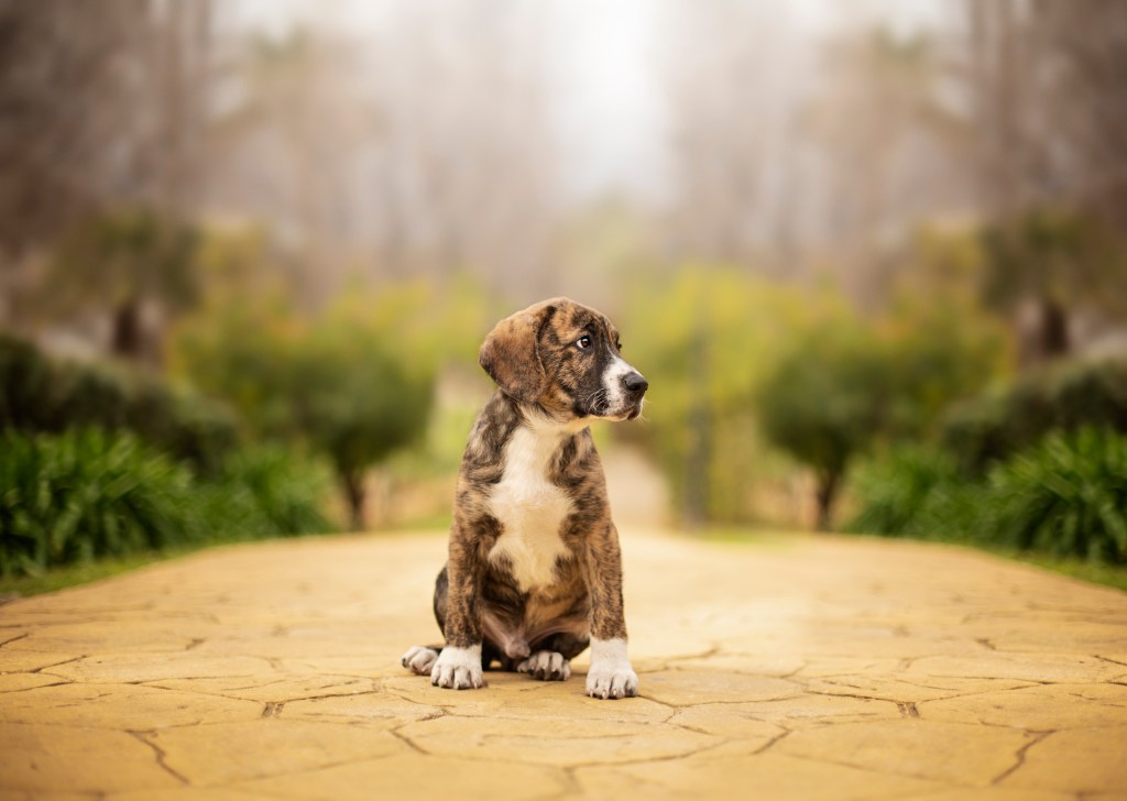 Mignon chiot dogue bringé assis sur un chemin jaune dans un parc.