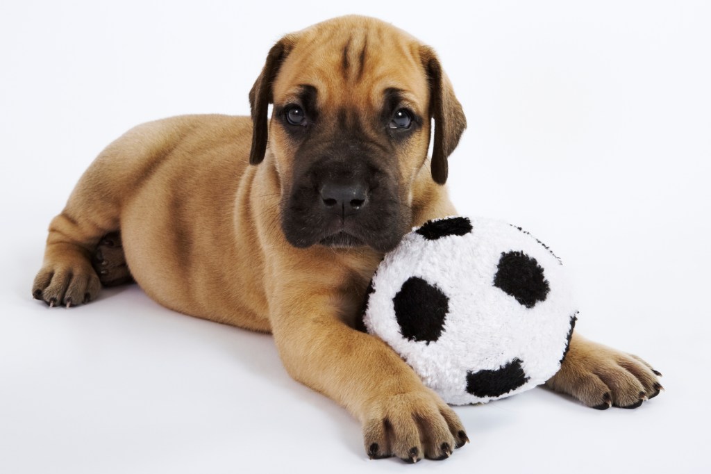 Chiot dogue allemand avec un ballon de football.