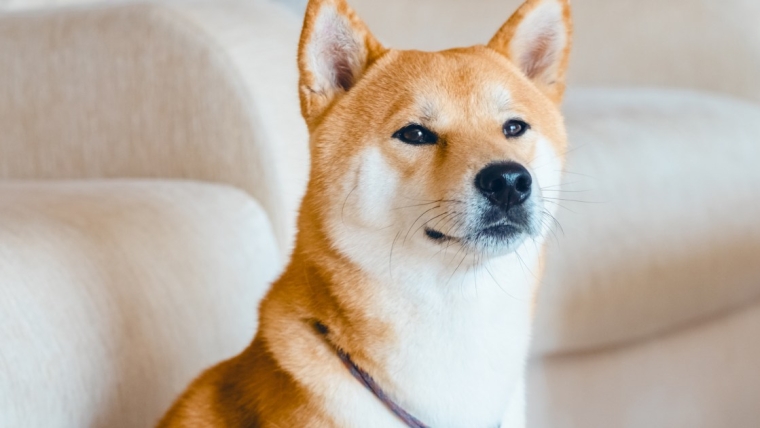 Les meilleurs noms de chiens japonais pour votre animal de compagnie