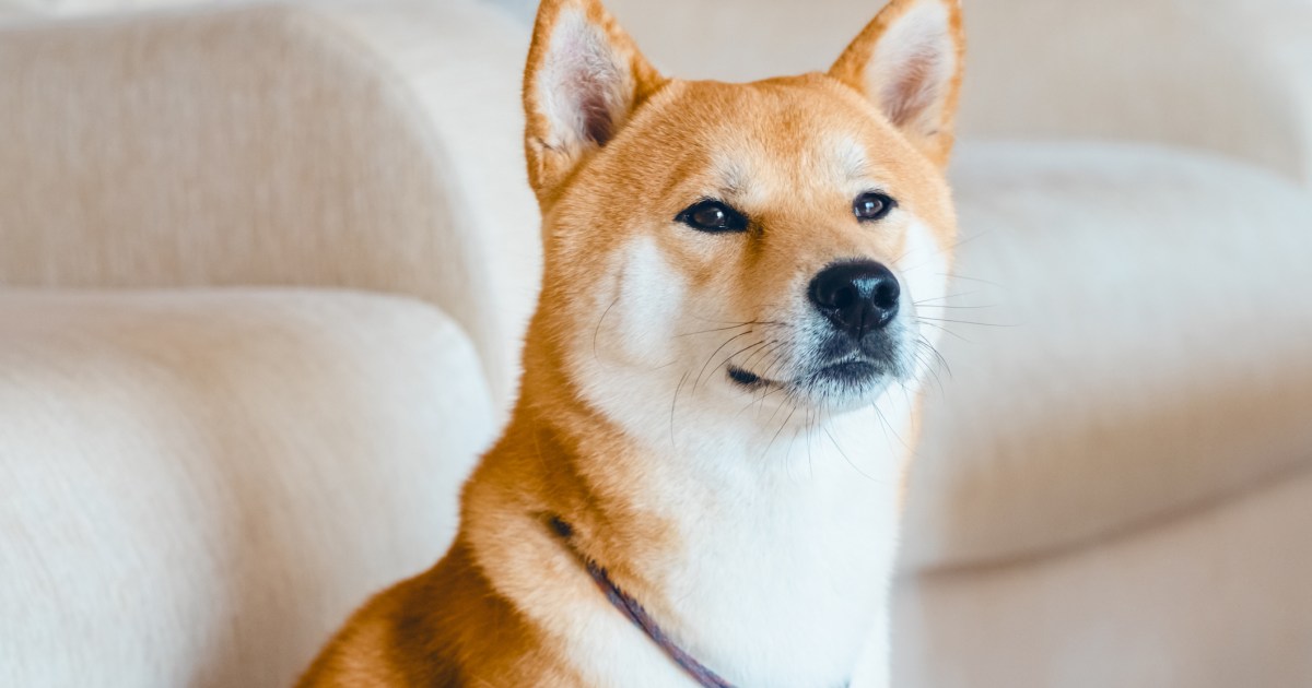 Les meilleurs noms de chiens japonais pour votre animal de compagnie