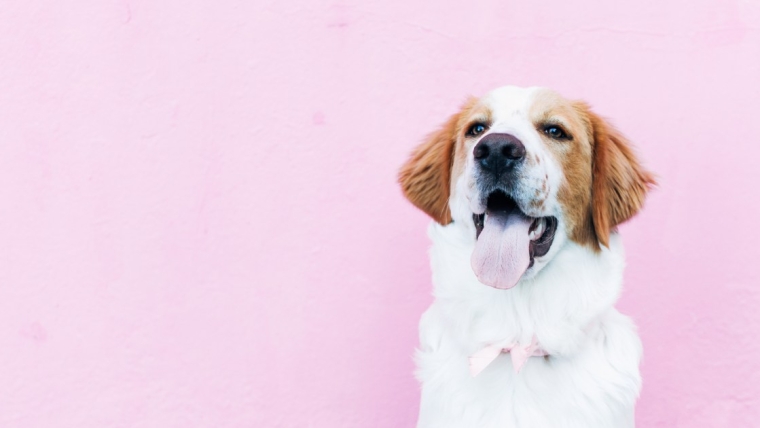 Les meilleurs noms de chiens uniques pour votre animal de compagnie