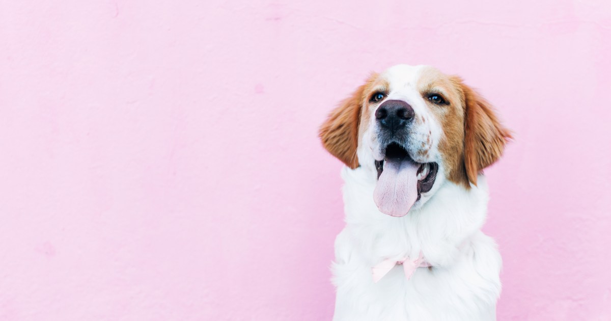 Les meilleurs noms de chiens uniques pour votre animal de compagnie