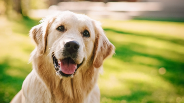 Les meilleurs noms de chiens pour les Golden Retrievers