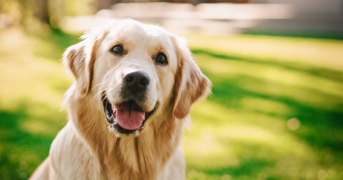 Les meilleurs noms de chiens pour les Golden Retrievers