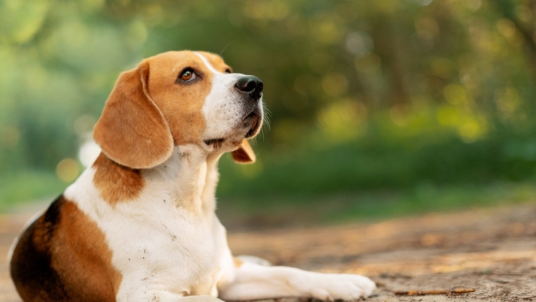 Un chien que l’on croyait euthanasié est proposé à l’adoption dans le Maryland