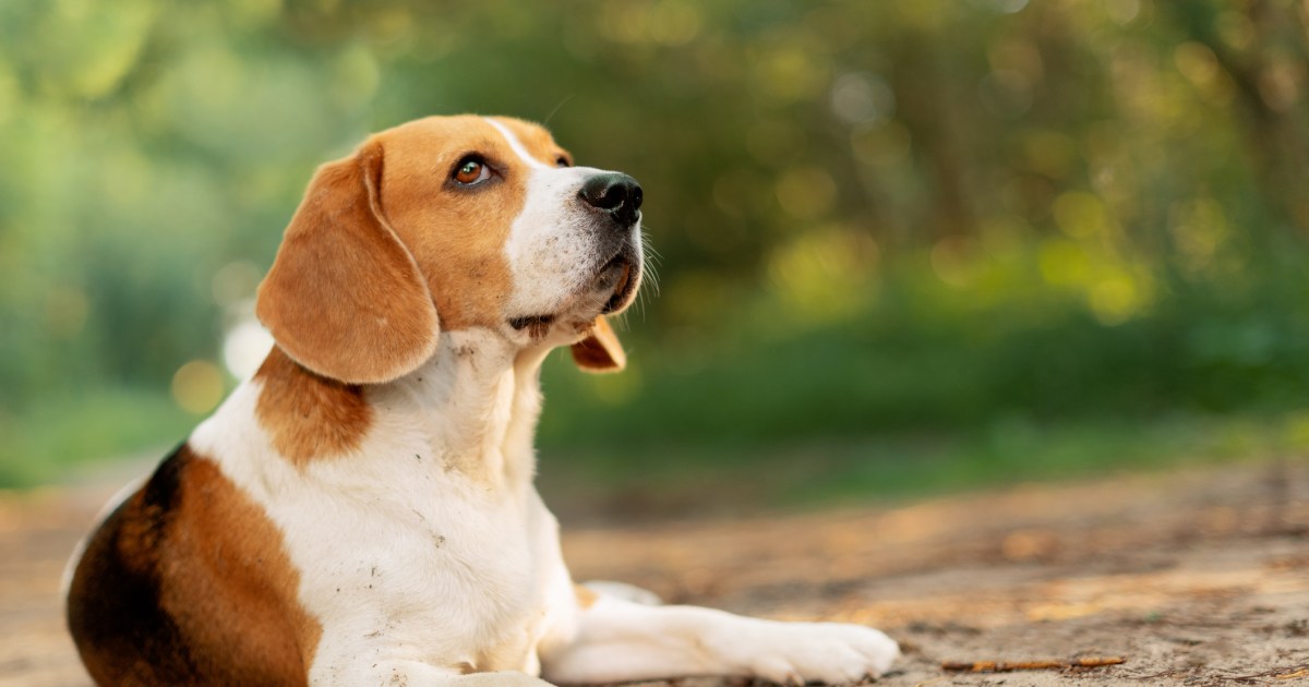 Un chien que l’on croyait euthanasié est proposé à l’adoption dans le Maryland