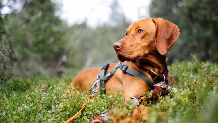 Chiens de sport pour la chasse à tous les gibiers