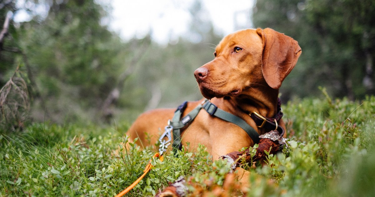 Chiens de sport pour la chasse à tous les gibiers