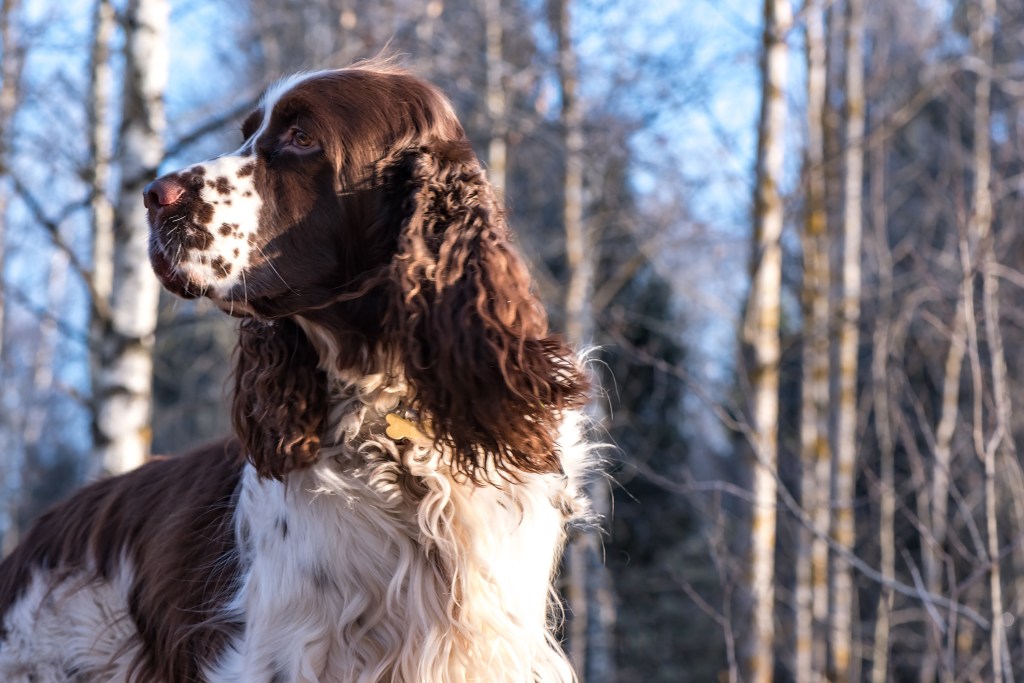Gros plan d'un chien de chasse de race English Springer Spaniel sur fond de forêt hivernale et de ciel bleu.