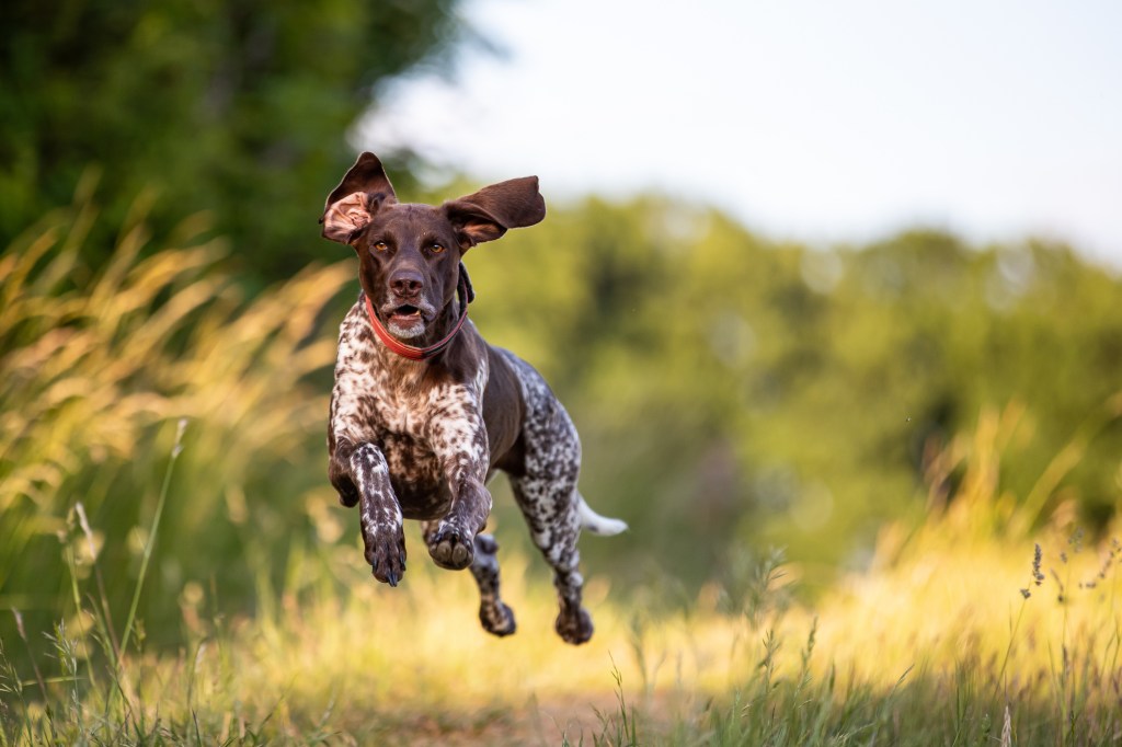 Portrait d'un chien de chasse allemand courant dans un champ.