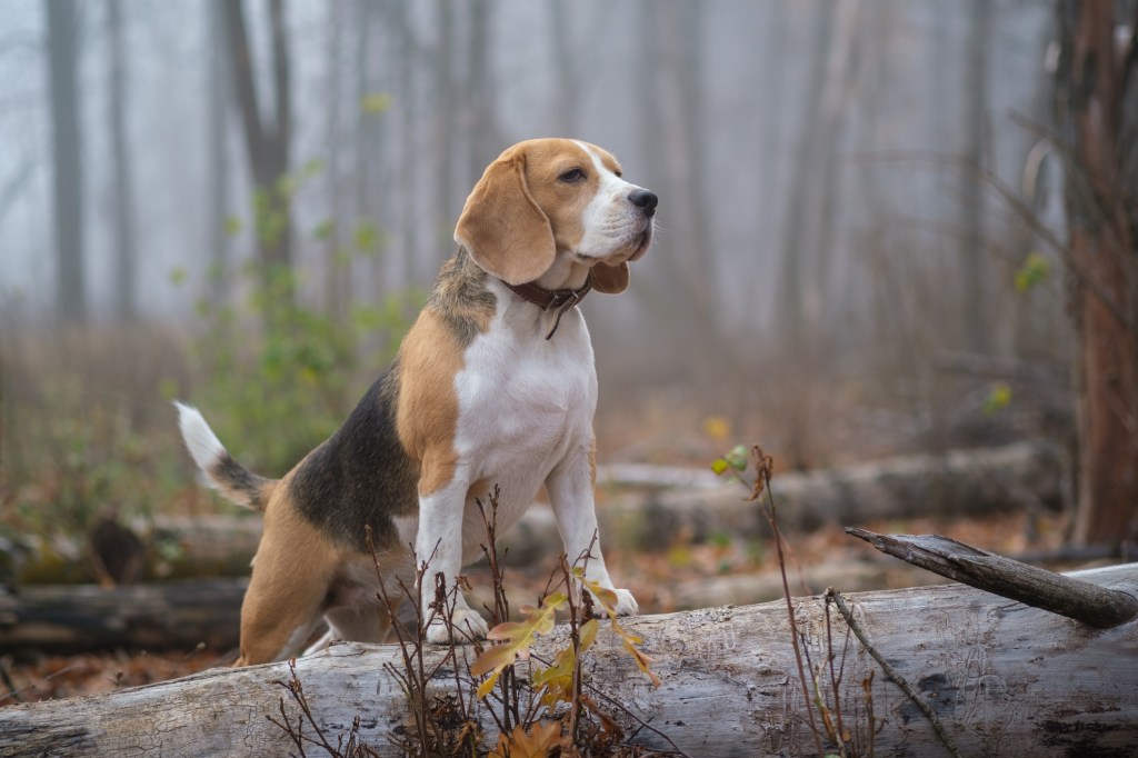 Chien beagle sur fond de brouillard épais lors d'une promenade dans le parc en automne.