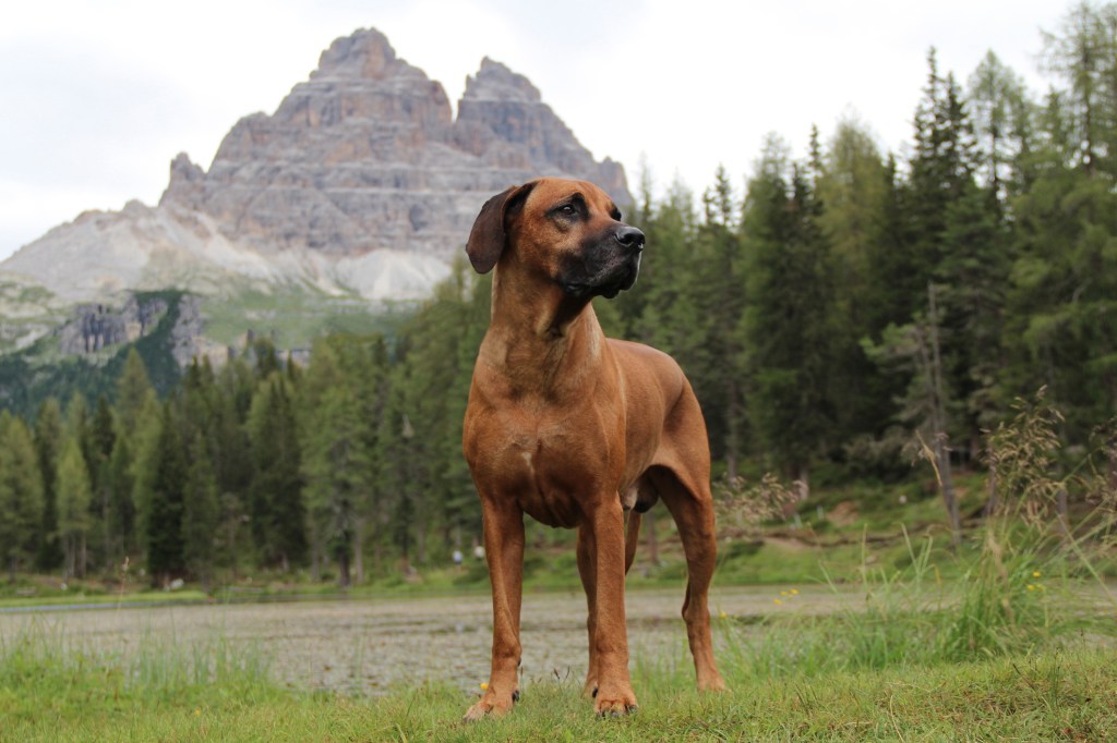 Rhodesian Ridgeback debout dans un champ contre des arbres.