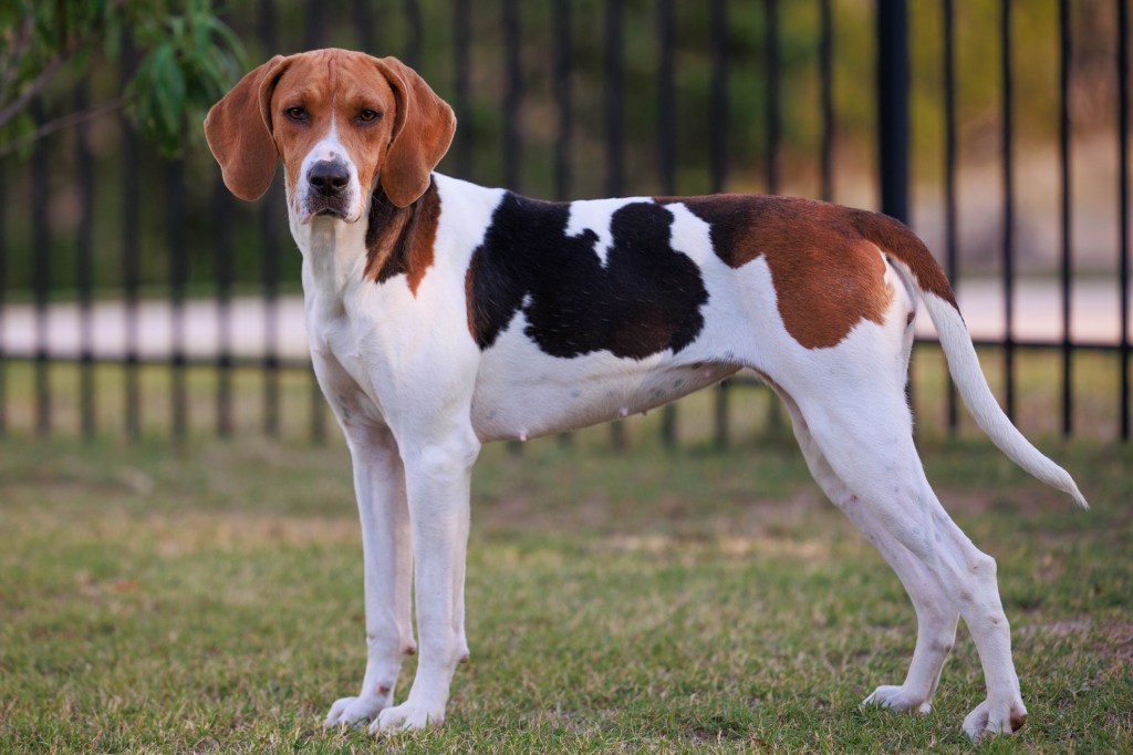 Portrait d'un Foxhound américain - une excellente race de chien pour la chasse au cerf - debout dans un champ.