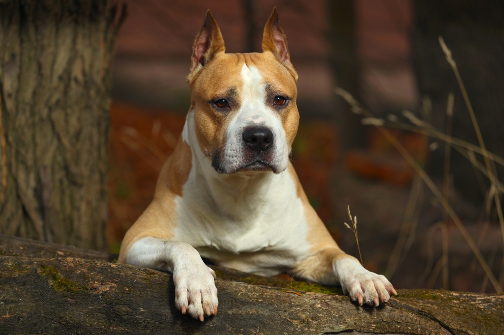 Beau Pit Bull Terrier dans la nature en été.