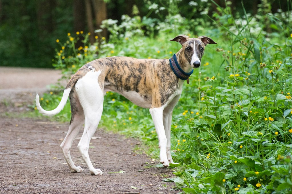 Un chien Greyhound dans un parc.