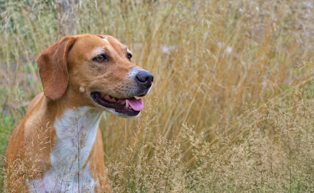 Gros plan d'un Foxhound anglais dans un champ.