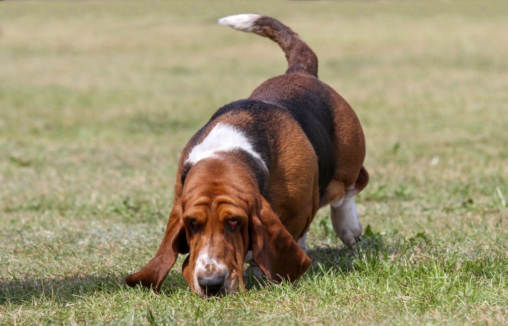 Basset Hound, nez au sol, en train de chasser.