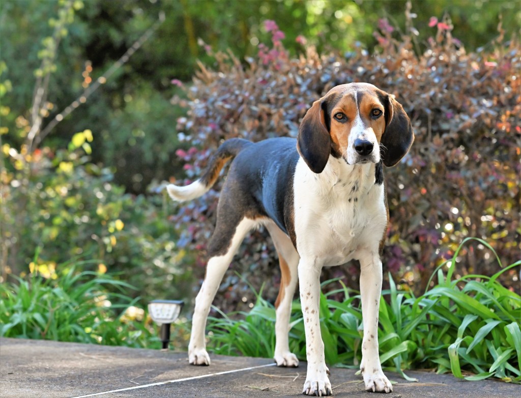 Un chien de race Treeing Walker Coonhound se tenant à l'extérieur.