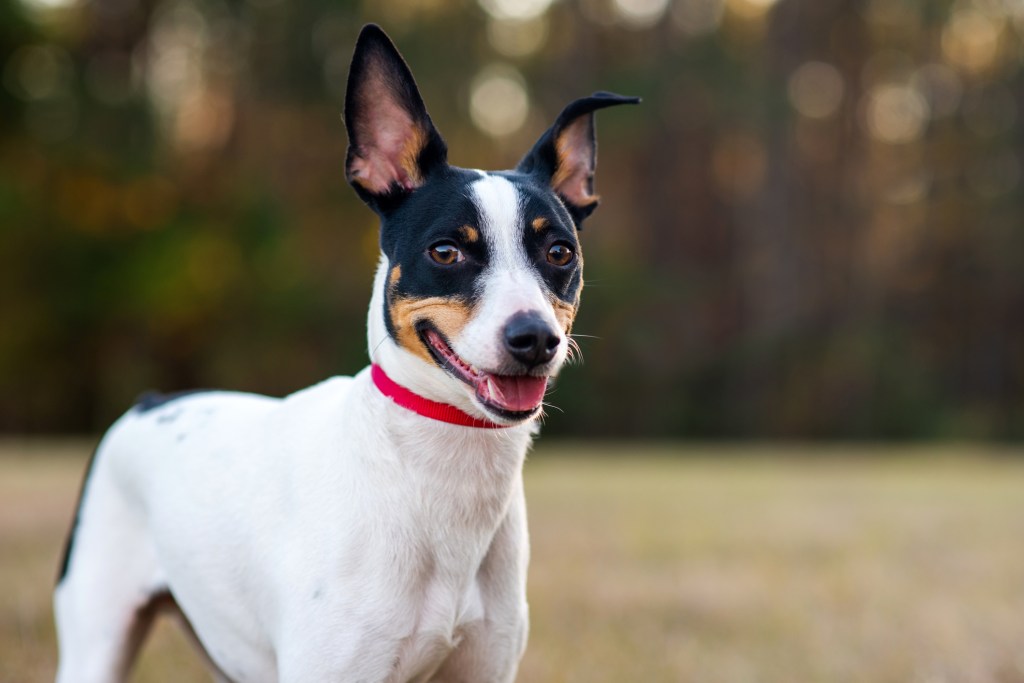 Rat Terrier dans une clairière au coucher du soleil.