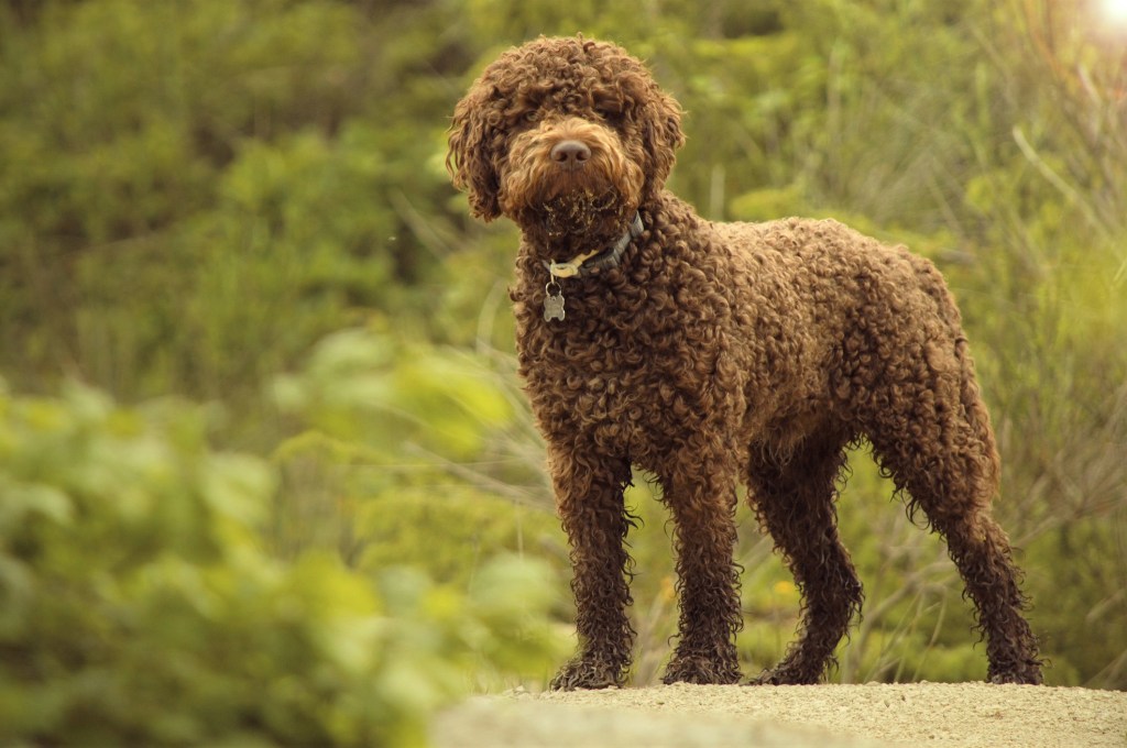 Lagotto Romagnolo Race canine italienne utilisée pour la chasse à la truffe.
