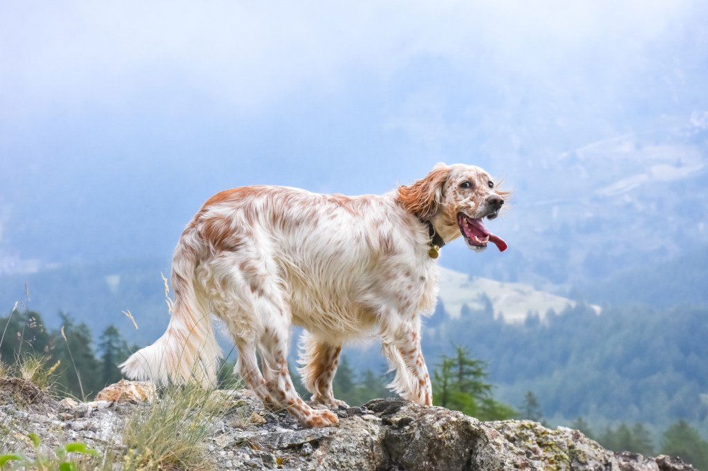 Belle race de chien de chasse - Setter anglais - debout sur un rocher.