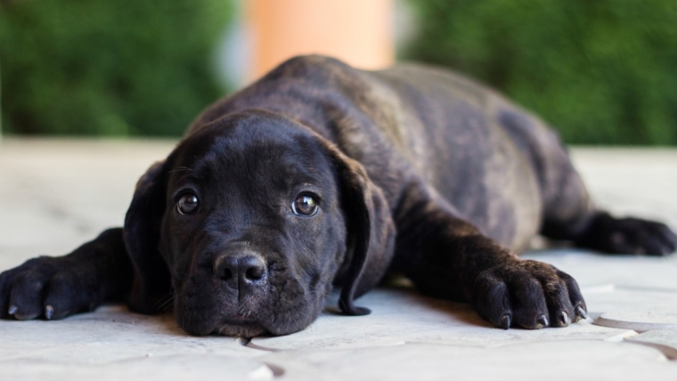 Chiots Cane Corso : Photos mignonnes et faits