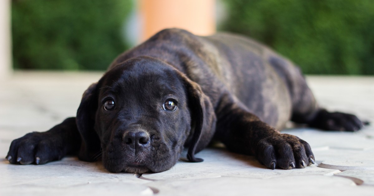 Chiots Cane Corso : Photos mignonnes et faits
