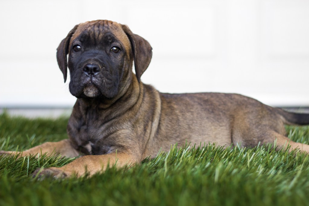 Mignon chiot Cane Corso assis et regardant au loin.