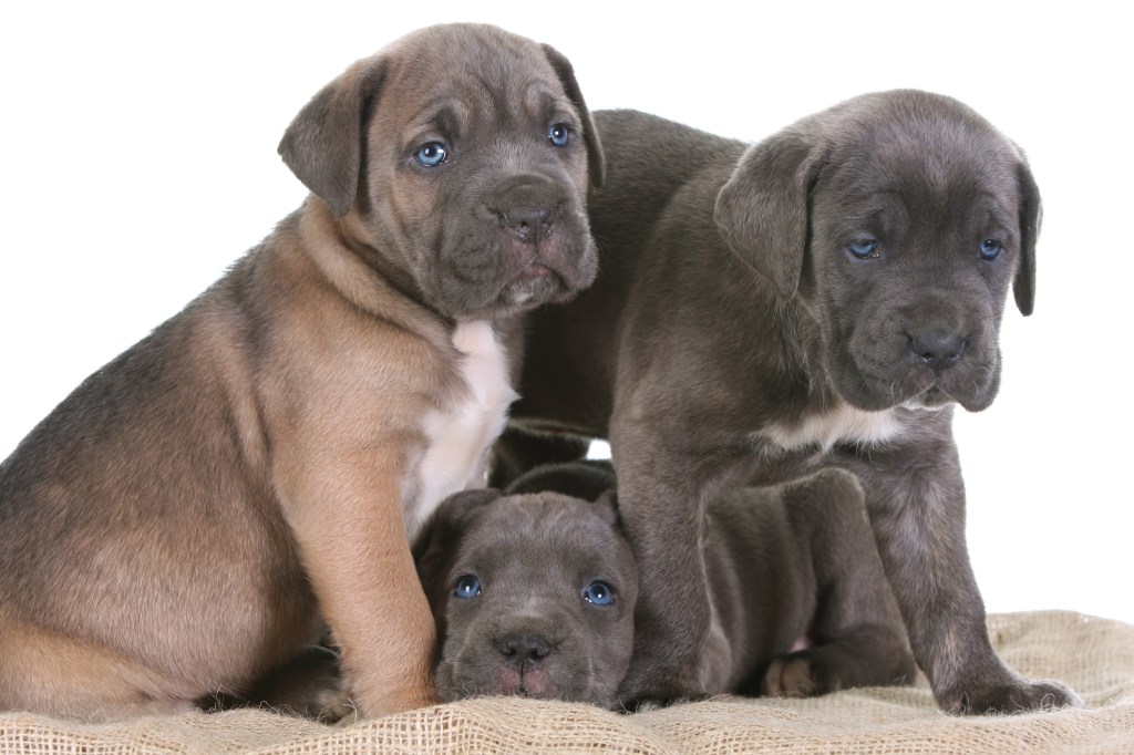 Jeunes chiots Mastiff italien.