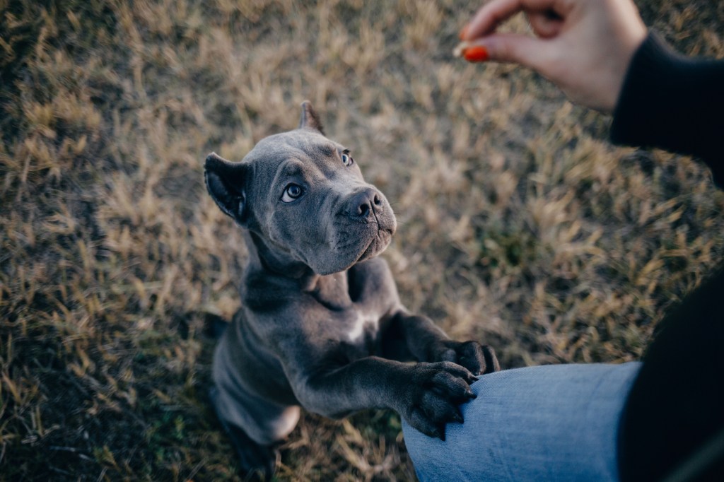 Portrait d'un chiot Cane Corso gris argenté avec son maître.
