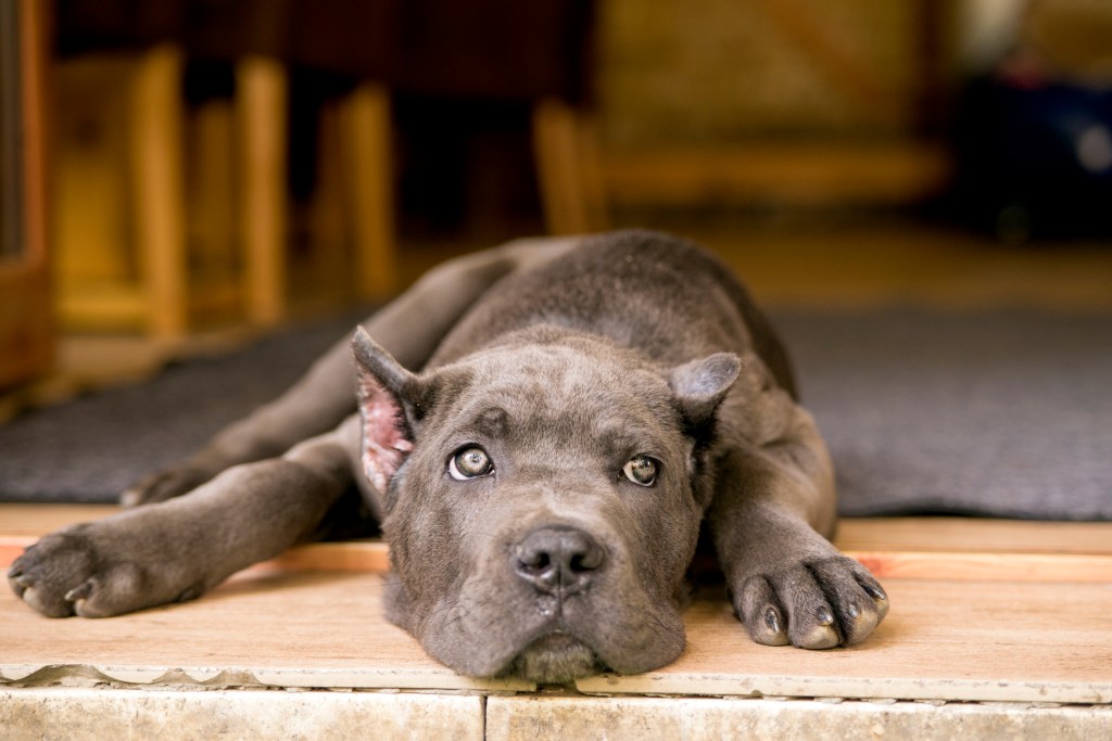Jeune Cane Corso sous le porche.