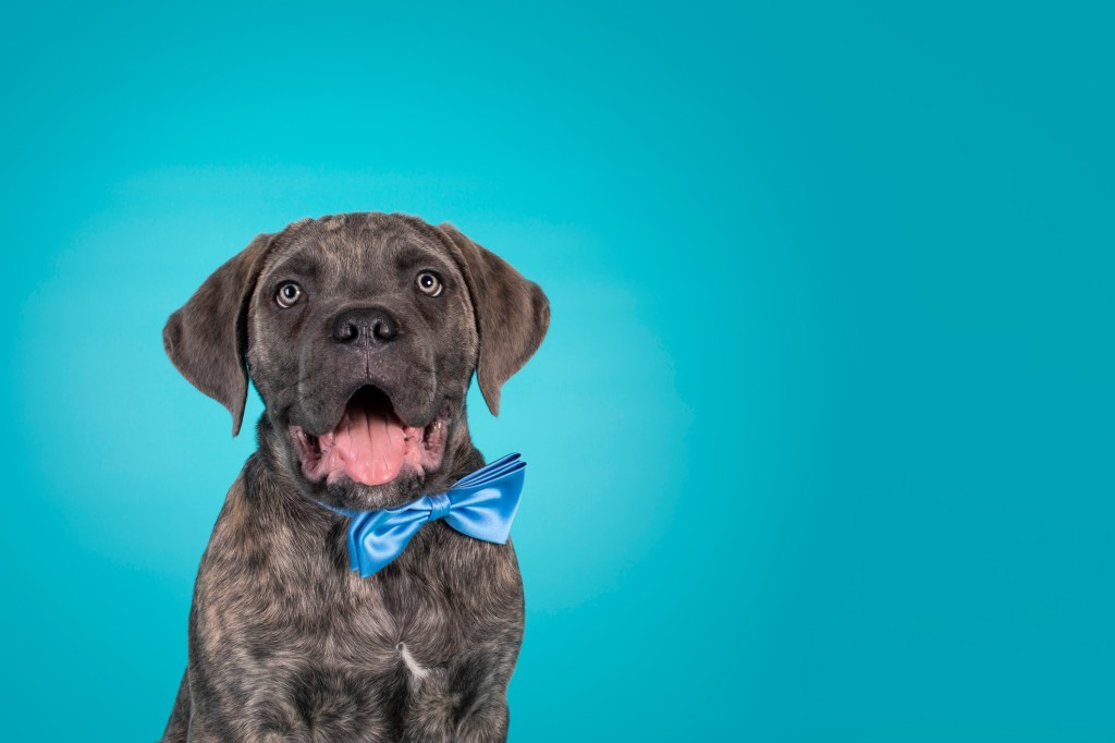 Chiot Cane Corso sur fond turquoise.