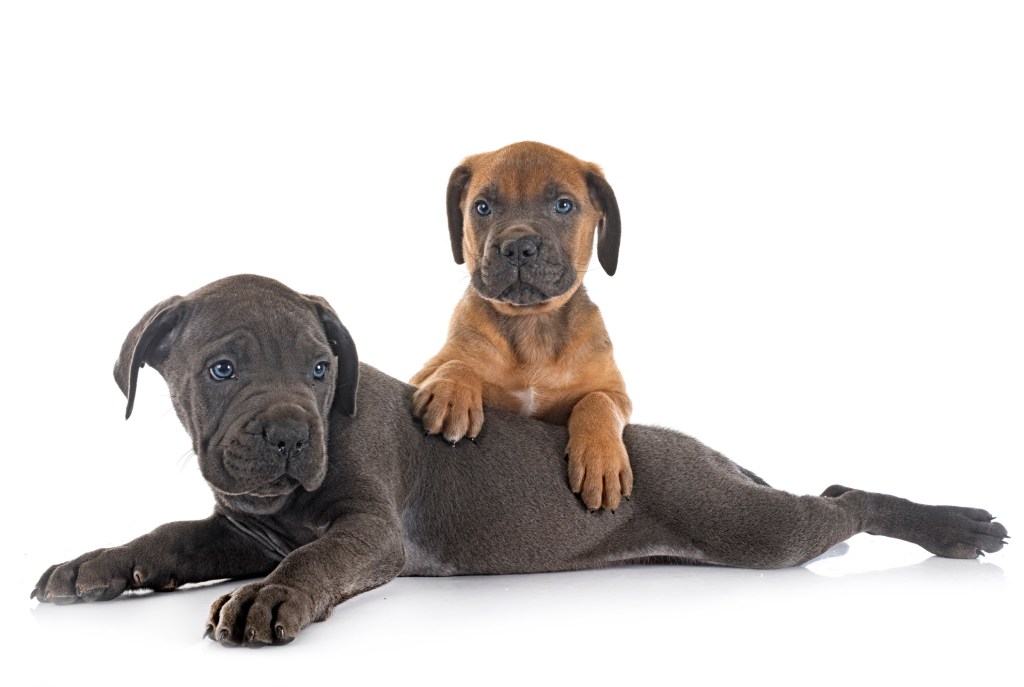 Deux chiots de Mastiff Italien devant un fond blanc.